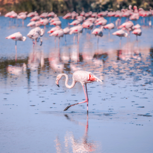 Camping Serignan Plage Herault Regio Camargue Roze flamingo\'s