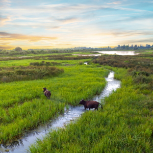 Camping Serignan Plage Herault Regio Camargue Stieren