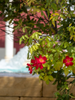 Campingplatz Serignan Plage Herault Balneo Pflanzenwand