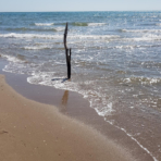 Serignan Plage Campsite Herault Beach Sea Floating Wood